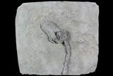 Crinoid (Platycrinites) Fossil - Crawfordsville, Indiana #92760-4